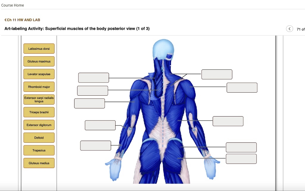 SOLVED: Text: Art-labeling Activity: Superficial muscles of the body ...