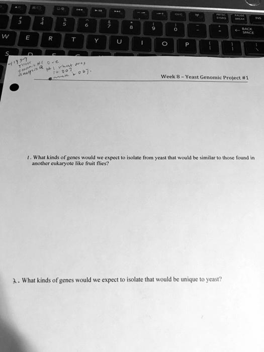 Week 8 - Yeast Genomic Project #1

1. What kinds of genes would we expect to isolate from yeast that would be similar to those found in another eukaryote like fruit flies?

2. What kinds of genes would we expect to isolate that would be unique to yeast?
