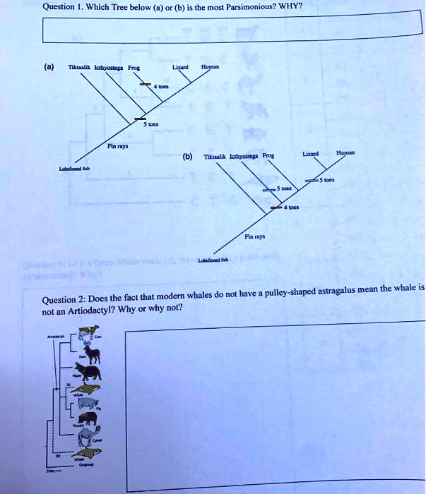 SOLVED Which Trec below (a) or (b) is the most Parsimonious? WHY