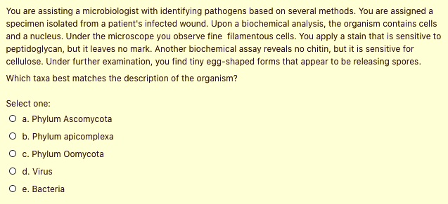 You are assisting a microbiologist with identifying pathogens based on several methods. You are assigned a specimen isolated from a patient's infected wound. Upon a biochemical analysis, the organism contains cells and a nucleus. Under the microscope you observe fine filamentous cells. You apply a stain that is sensitive to peptidoglycan, but it leaves no mark. Another biochemical assay reveals no chitin, but it is sensitive for cellulose. Under further examination, you find tiny egg-shaped forms that appear to be releasing spores.
Which taxa best matches the description of the organism?
Select one:
a. Phylum Ascomycota
b. Phylum apicomplexa
c. Phylum Oomycota
d. Virus
e. Bacteria