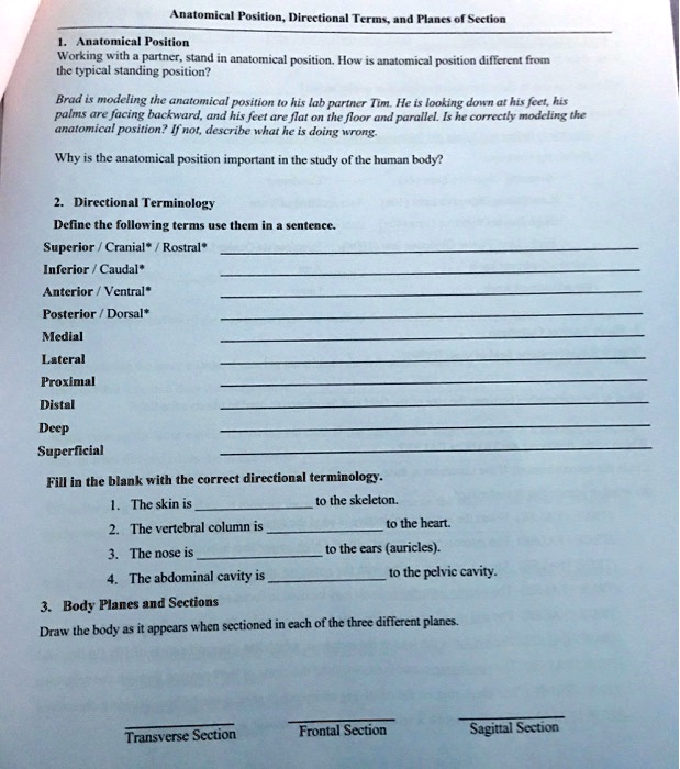 SOLVED: Anatomical Position, Directional Terms, and Planes of Section 1 ...