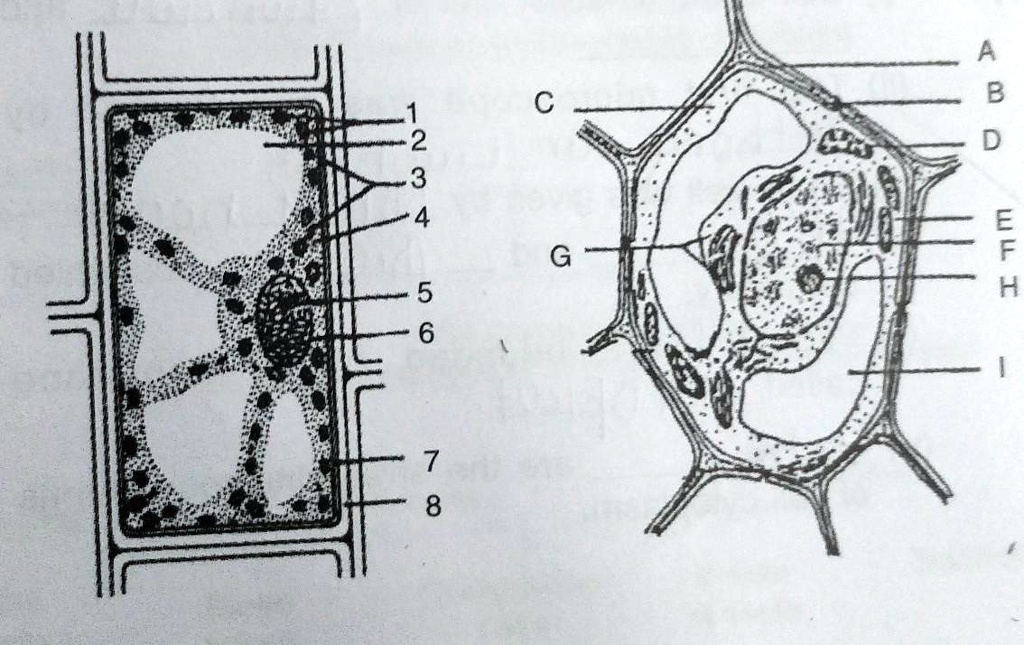 SOLVED: Given above are the diagrammatic sketches of certain ...