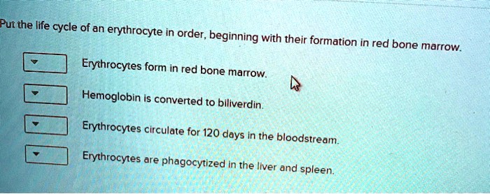 Put the life cycle of an erythrocyte in order, beginning with their formation in red bone marrow.
Erythrocytes form in red bone marrow.
Hemoglobin is converted to biliverdin.
Erythrocytes circulate for 120 days in the bloodstream.
Erythrocytes are phagocytized in the liver and spleen.