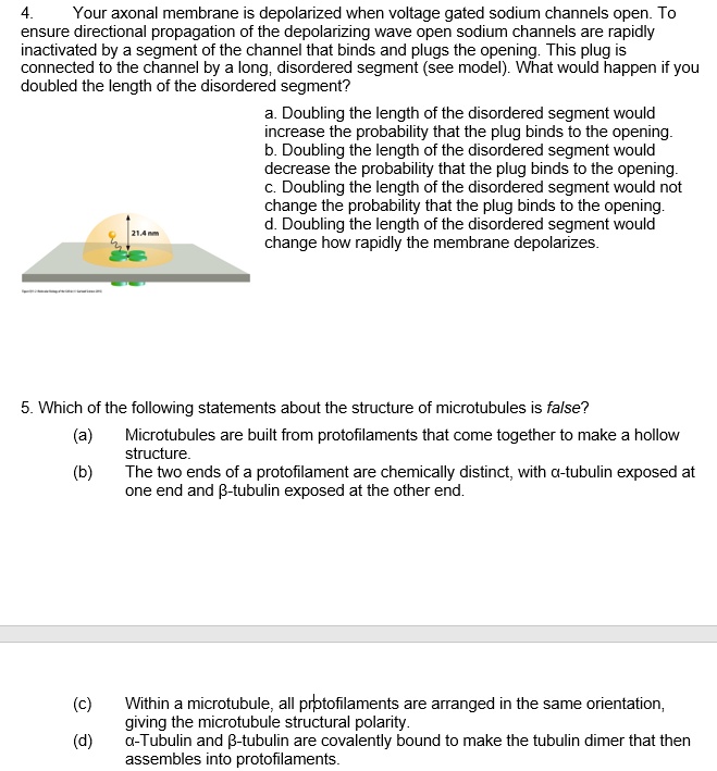 SOLVED Your axonal membrane is depolarized when voltage gated sodium
