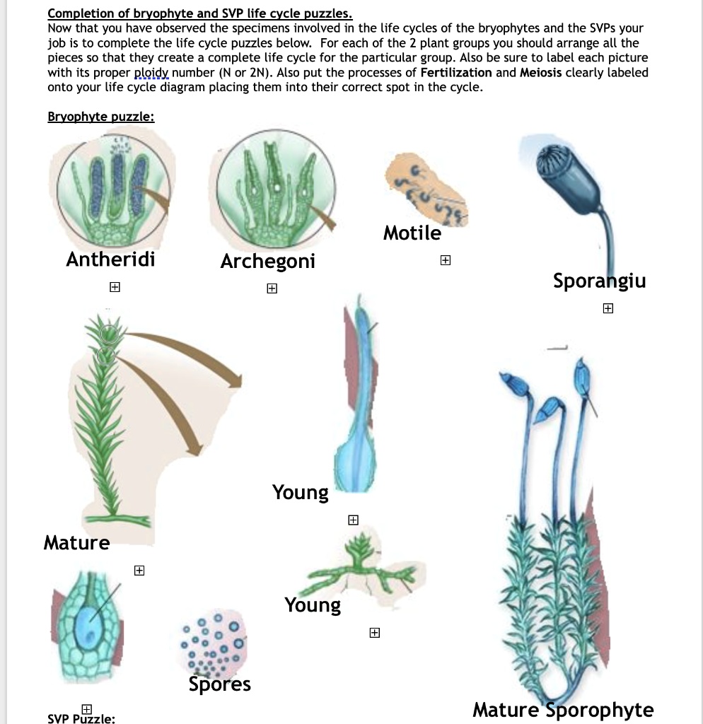 SOLVED: Completion of bryophyte and SVP life cycle puzzles. Now that ...