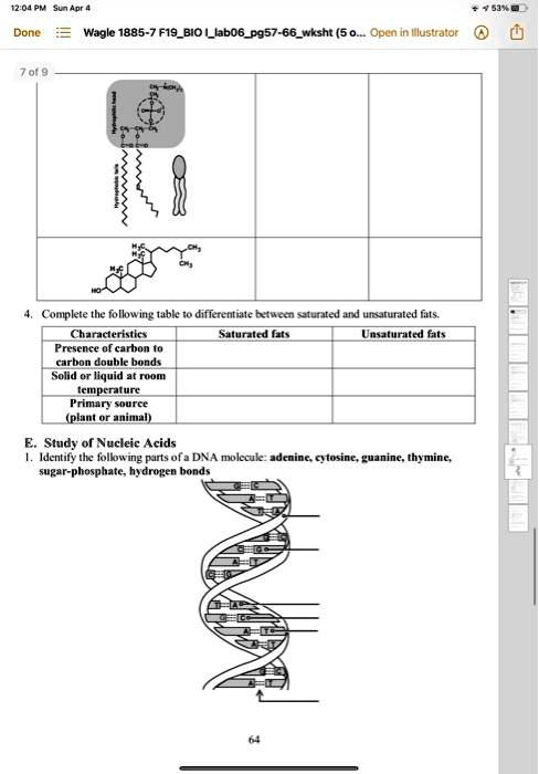 4. Complete the following table to differentiate between saturated and unsaturated fats.

| Characteristics | Saturated fats | Unsaturated fats |
|—|—|—|
| Presence of carbon to carbon double bonds | | |
| Solid or liquid at room temperature | | |
| Primary source (plant or animal) | | |

E. Study of Nucleic Acids
1. Identify the following parts of a DNA molecule: adenine, cytosine, guanine, thymine, sugar-phosphate, hydrogen bonds.