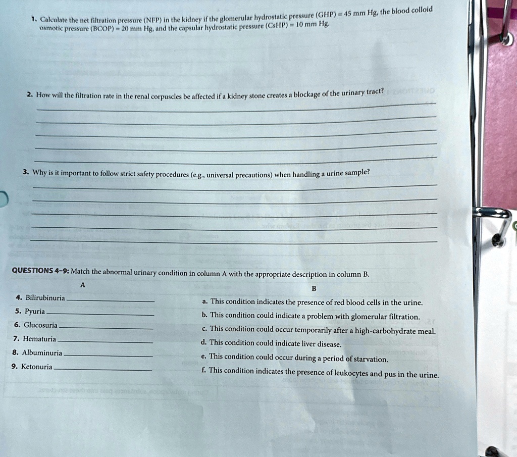 1. Calculate the net filtration pressure (NFP) in the kidney if the ...