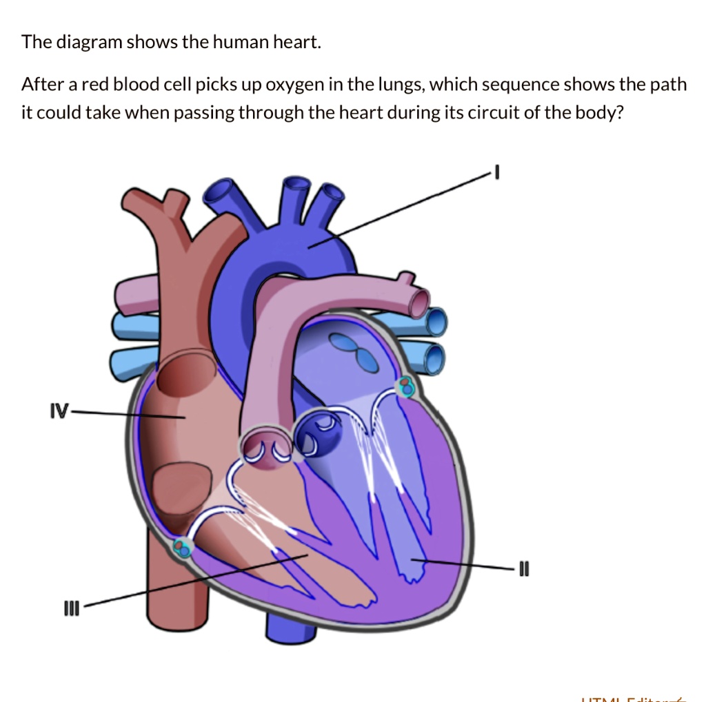 SOLVED The diagram shows the human heart After a red blood cell picks