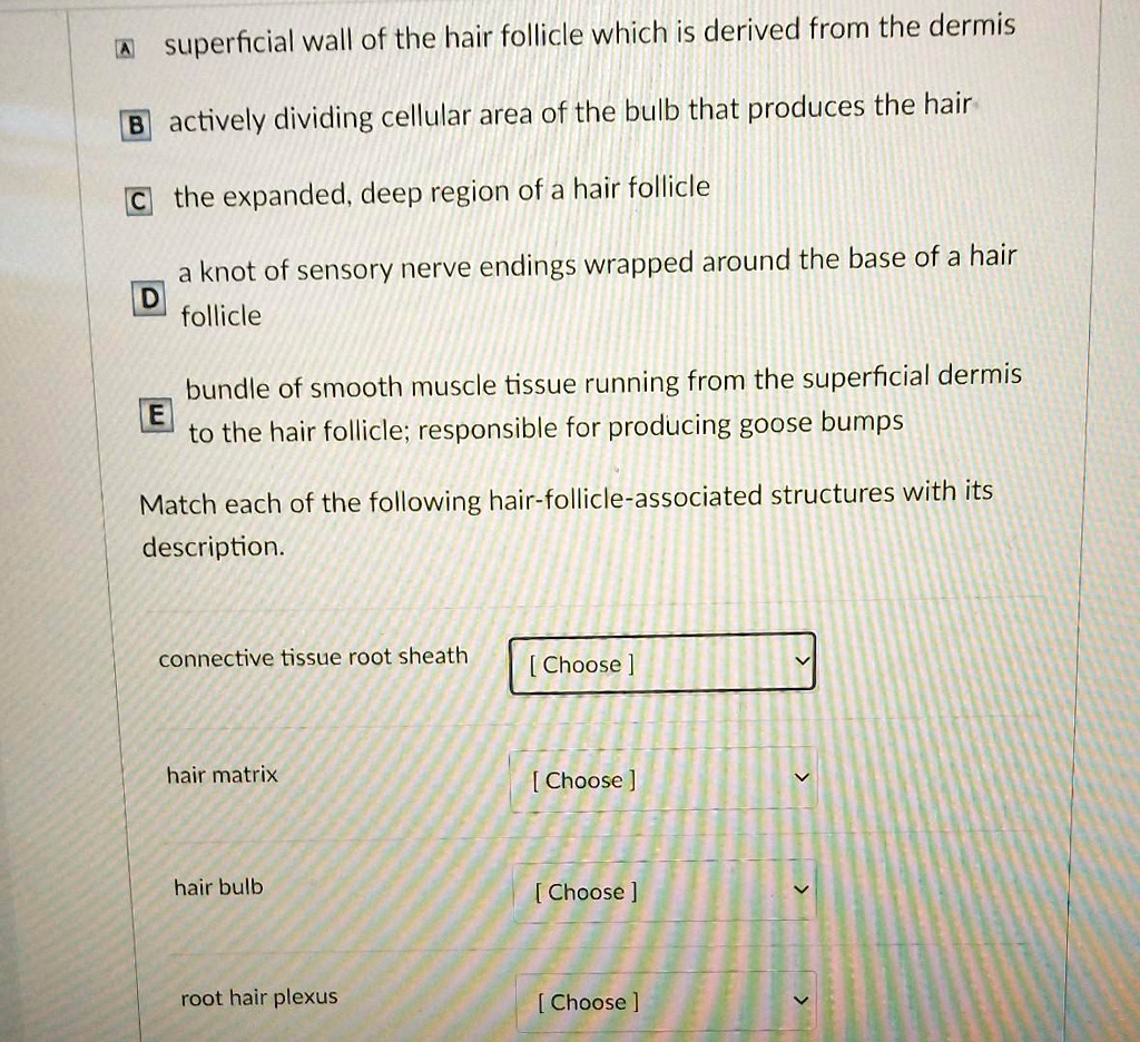 A superficial wall of the hair follicle which is derived from the dermis
B actively dividing cellular area of the bulb that produces the hair
C the expanded, deep region of a hair follicle
D a knot of sensory nerve endings wrapped around the base of a hair follicle
E bundle of smooth muscle tissue running from the superficial dermis to the hair follicle; responsible for producing goose bumps
Match each of the following hair-follicle-associated structures with its description.
connective tissue root sheath
hair matrix
hair bulb
root hair plexus