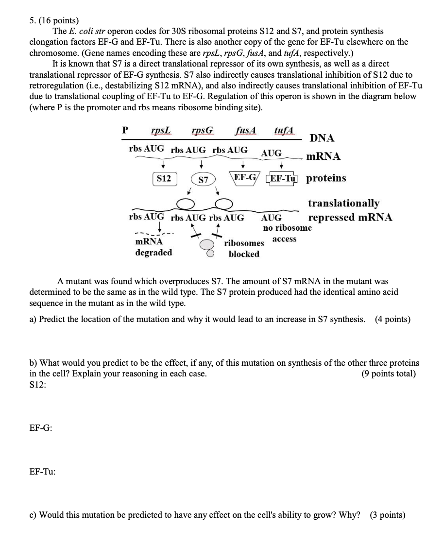 SOLVED: 5. (16 points) The E. coli str operon codes for 30 S ribosomal ...