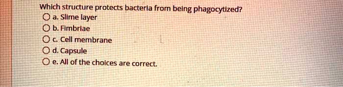 Solved:which Structure Protects Bacteria From Being Phagocytized? O A.  Slime Layer B. Flimbrlae C Cell Membrane D. Capsule E. All Of The Cholces  Are Correct Solved:which Structure Protects Bacteria From Being Phagocytized? O A.  Slime Layer B. Flimbrlae C Cell Membrane D. Capsule E. All Of The Cholces  Are Correct