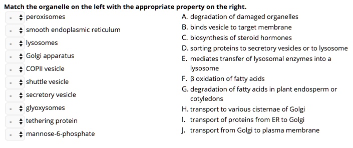 Match the organelle on the left with the appropriate property on the right.
peroxisomes
smooth endoplasmic reticulum
lysosomes
Golgi apparatus
COPII vesicle
shuttle vesicle
secretory vesicle
glyoxysomes
tethering protein
mannose-6-phosphate
A. degradation of damaged organelles
B. binds vesicle to target membrane
C. biosynthesis of steroid hormones
D. sorting proteins to secretory vesicles or to lysosome
E. mediates transfer of lysosomal enzymes into a lysosome
F. ? oxidation of fatty acids
G. degradation of fatty acids in plant endosperm or cotyledons
H. transport to various cisternae of Golgi
I. transport of proteins from ER to Golgi
J. transport from Golgi to plasma membrane