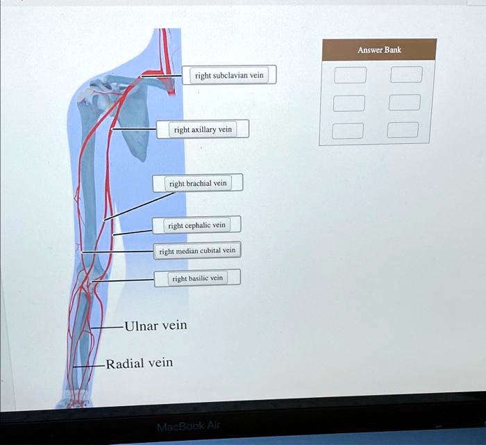 SOLVED: Right subclavian vein Right axillary vein Right brachial vein ...