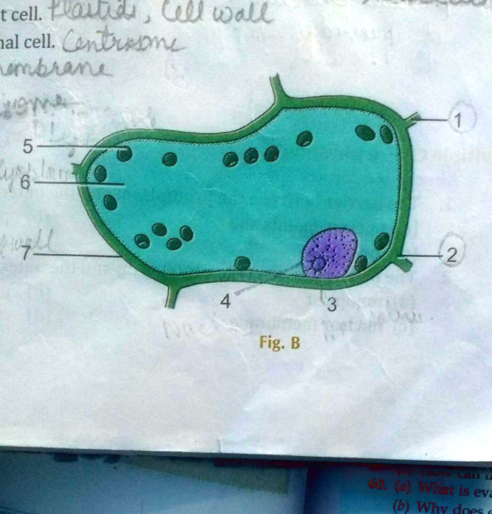 SOLVED Label the parts of this plant cell Cell Wall; Cytoplasm