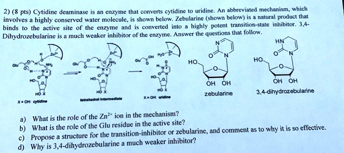 2) (8 pts) Cytidine deaminase is an enzyme that converts cytidine to uridine. An abbreviated mechanism, which involves a highly conserved water molecule, is shown below. Zebularine (shown below) is a natural product that binds to the active site of the enzyme and is converted into a highly potent transition-state inhibitor. 3,4-Dihydrozebularine is a much weaker inhibitor of the enzyme. Answer the questions that follow.
a) What is the role of the Zn2+ ion in the mechanism?
b) What is the role of the Glu residue in the active site?
c) Propose a structure for the transition-inhibitor or zebularine, and comment as to why it is so effective.
d) Why is 3,4-dihydrozebularine a much weaker inhibitor?