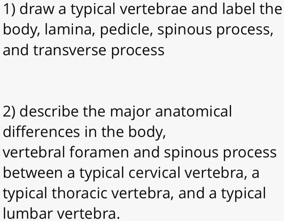 SOLVED: 1) Draw a typical vertebra and label the body, lamina, pedicle