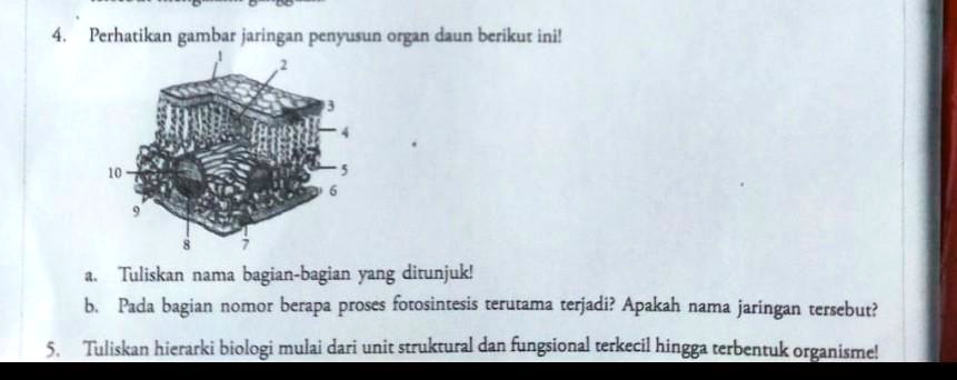 SOLVED: 4. Perhatikan Gambar Jaringan Penyusun Organ Daun Berikur Ini!a ...