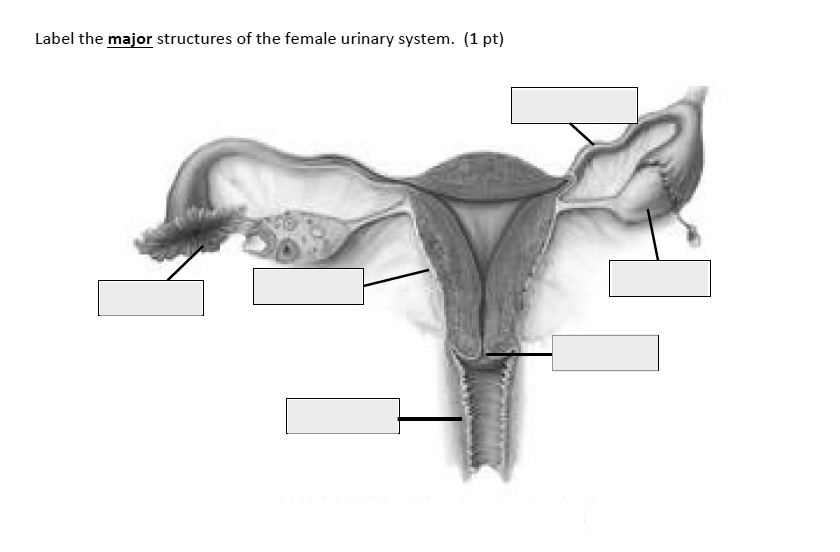 SOLVED Label the major structures of the female urinary system. (1 pt)