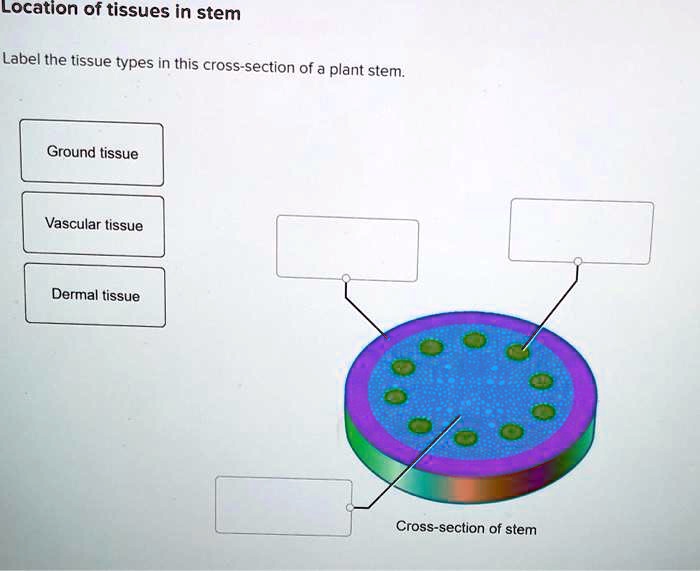 SOLVED: Location of tissues in stem Label the tissue types in this ...