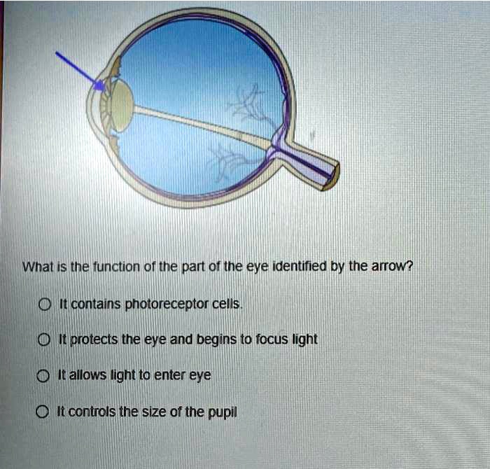 Solved What Is The Function Of The Part Of The Eye Identified By The Arrow It Contains