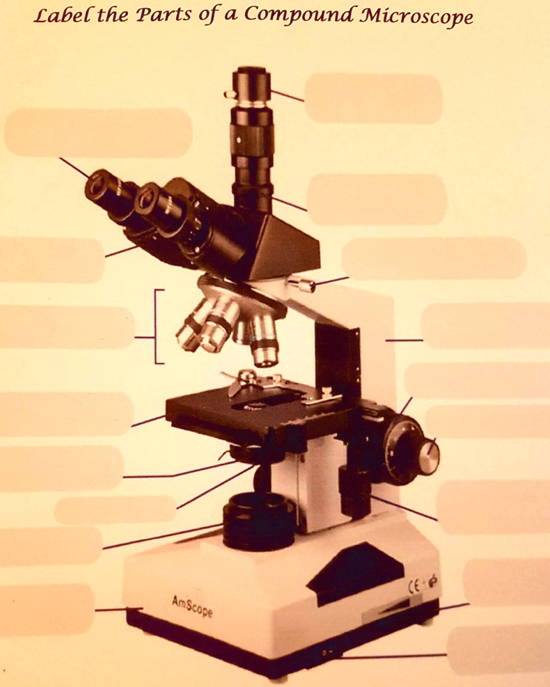 Label the Parts of a Compound Microscope