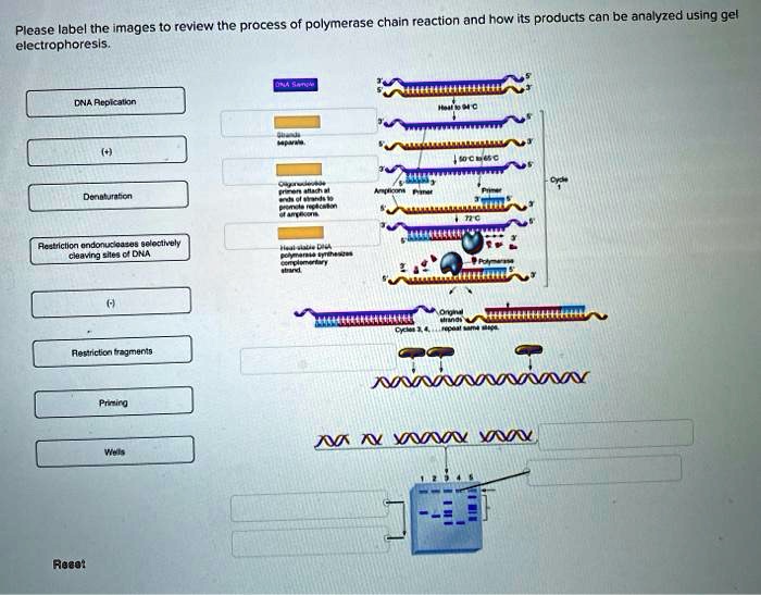 t0 review the process of polymerase chain reaction and how its products can be analyzed using gel please label the images electrophoresis cna rcplcalan dcnhbunton acaulclicn ontonu aaeos gel 77305