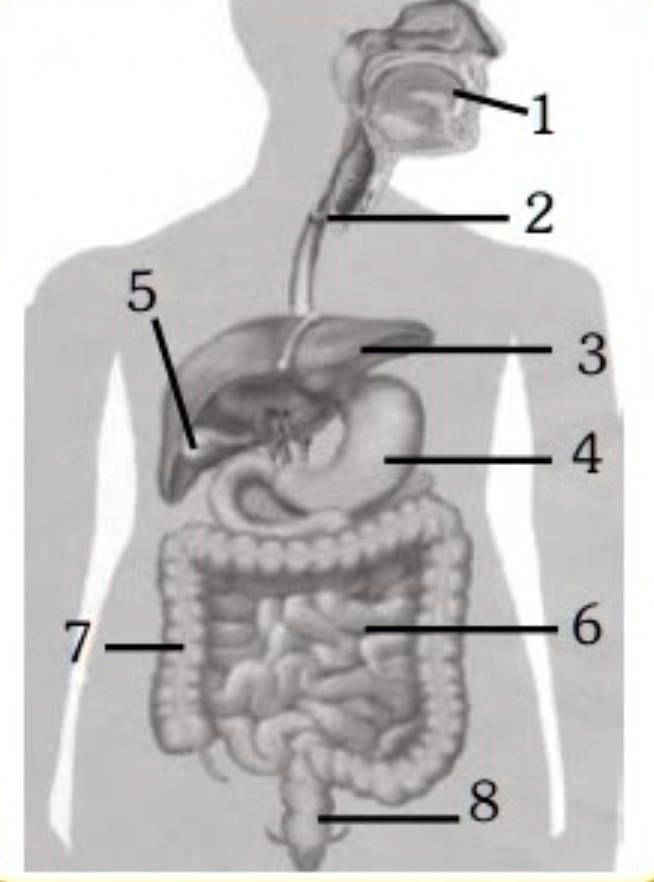 SOLVED: Perhatikan gambar alat pencernaan makanan pada manusia berikut ...