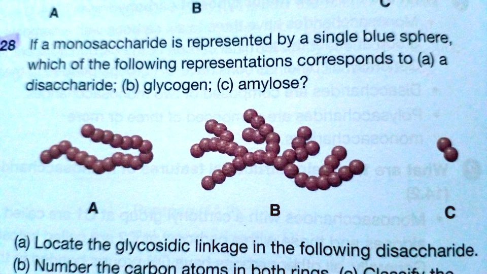 SOLVED: B 28 If A Monosaccharide Is Represented By A Single Blue Sphere ...