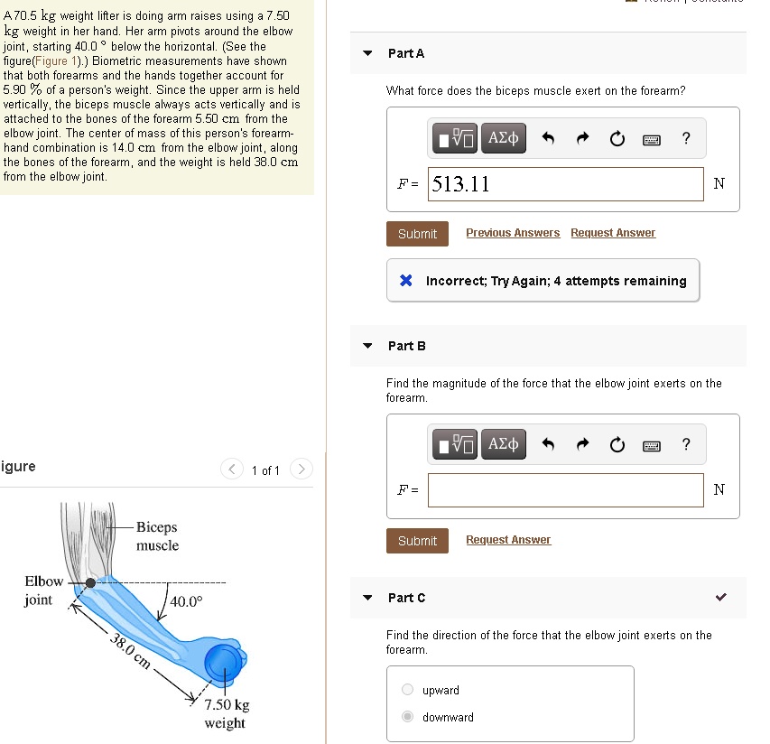 A 70.5 kg weight lifter is doing arm raises using a 7.50 kg weight in her hand. Her arm pivots around the elbow joint, starting 40.0 ° below the horizontal. (See the figure(Figure 1).) Biometric measurements have shown that both forearms and the hands together account for 5.90 % of a person's weight. Since the upper arm is held vertically, the biceps muscle always acts vertically and is attached to the bones of the forearm 5.50 cm from the elbow joint. The center of mass of this person's forearm-hand combination is 14.0 cm from the elbow joint, along the bones of the forearm, and the weight is held 38.0 cm from the elbow joint.

Part A
What force does the biceps muscle exert on the forearm?
F = 513.11 N

Part B
Find the magnitude of the force that the elbow joint exerts on the forearm.

Part C
Find the direction of the force that the elbow joint exerts on the forearm.
upward
downward