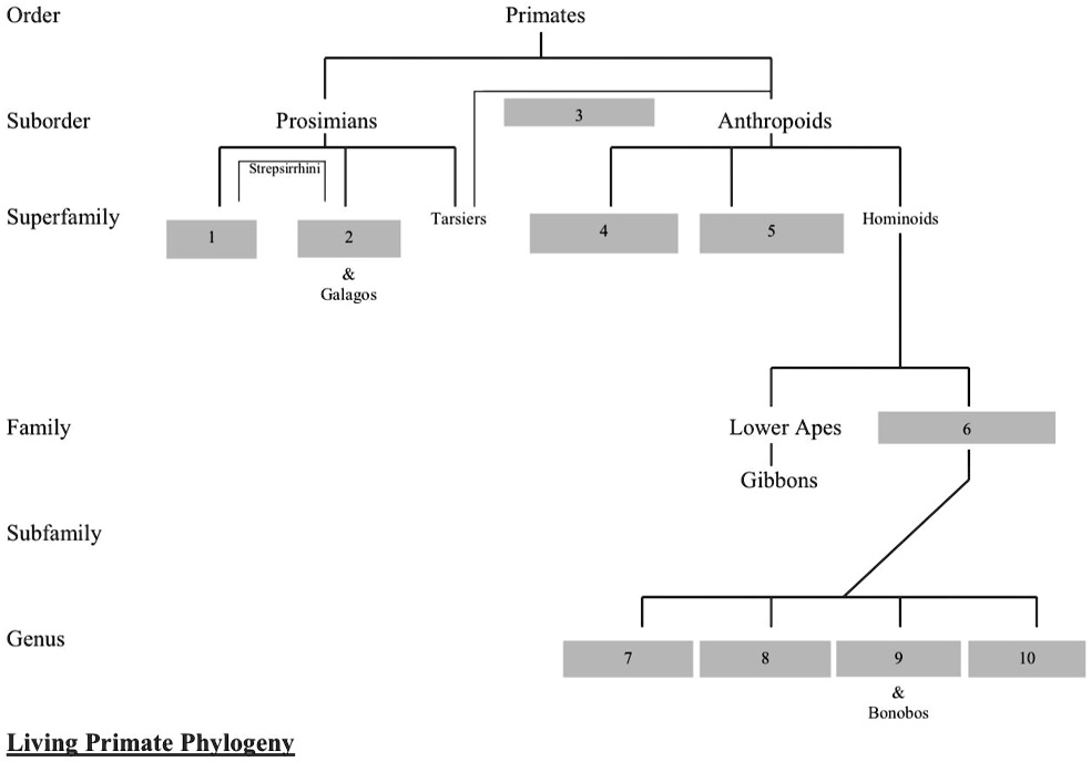 SOLVED: Living Primate Phylogeny image, please match the number for