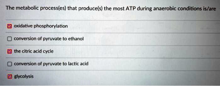 SOLVED: The metabolic process that produces the most ATP during ...