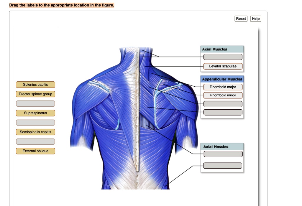 SOLVED: Drag the labels to the appropriate locations in the figure ...