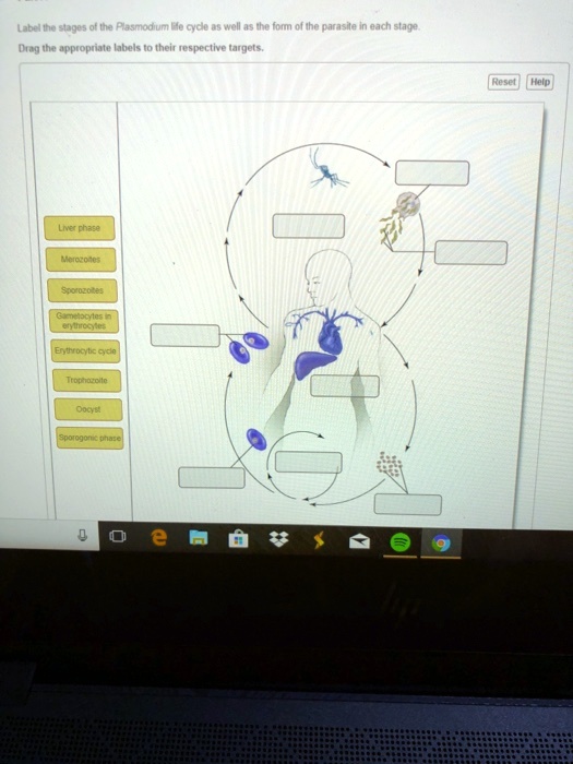 Solved Label The Stages Of The Plasmodium Life Cycle As Well As The Form Of The Parasite In 1321