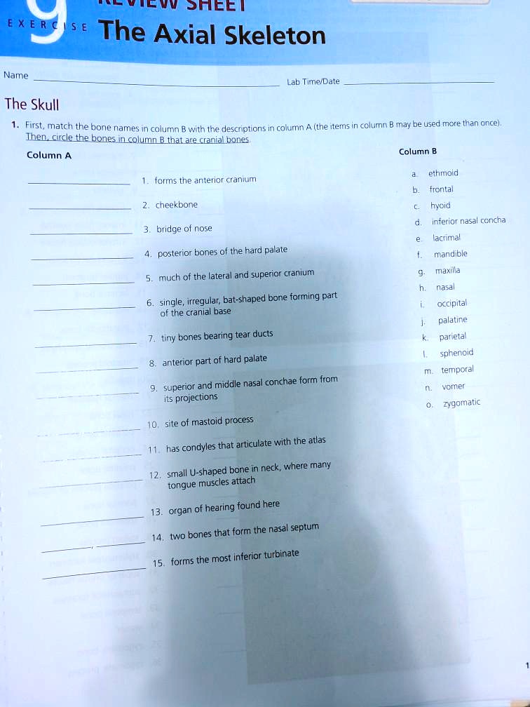 SOLVED: first, match the bone names in column B with the descriptions ...