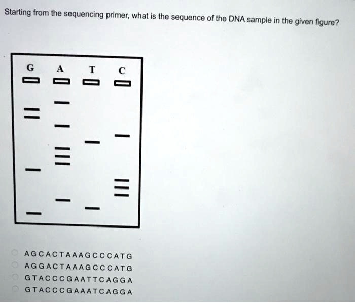 SOLVED:Starting from the sequencing primer; what is the sequence of the ...