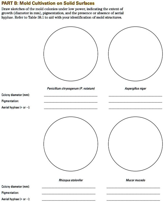 part b mold cultivation on solid surfaces draw sketches of the mold ...