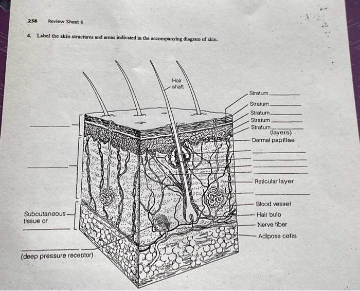 SOLVED: Texts: 258 Review Sheet 6 4. Label the skin structures and ...