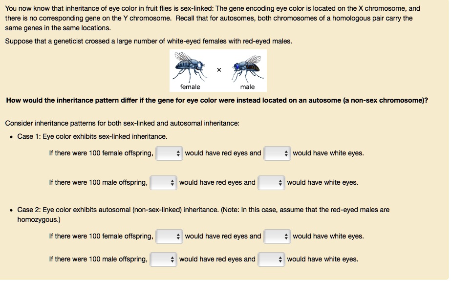 Solved You Now Know That Inheritance Of Eye Color In Fruit Flies Sex