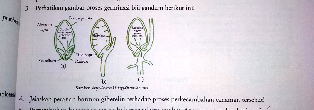 SOLVED: Jelaskan Peranan Hormon Giberelin Terhadap Proses Perkembangan ...