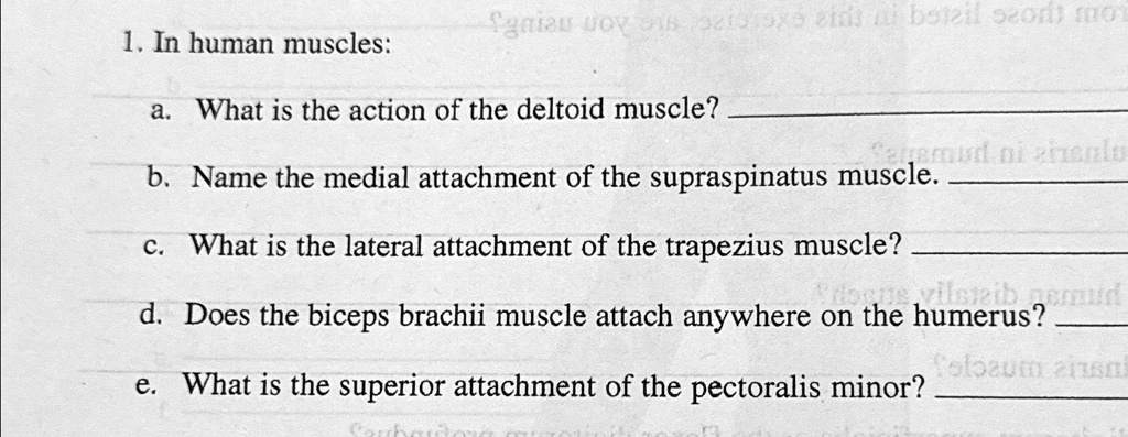 SOLVED: In human muscles: a. What is the action of the deltoid muscle ...