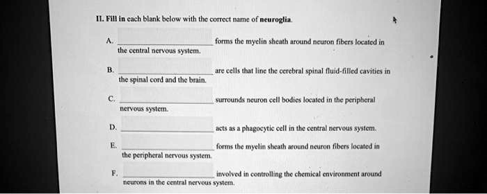 II. Fill in each blank below with the correct name of neuroglia.
A.
 forms the myelin sheath around neuron fibers located in
the central nervous system.
B.
 are cells that line the cerebral spinal fluid-filled cavities in
the spinal cord and the brain.
C.
 surrounds neuron cell bodies located in the peripheral
nervous system.
D.
 acts as a phagocytic cell in the central nervous system.
E.
 forms the myelin sheath around neuron fibers located in
the peripheral nervous system.
F.
 involved in controlling the chemical environment around
neurons in the central nervous system.