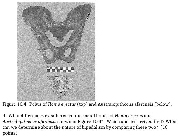 SOLVED: Figure 10.4 Pelvis of Homo erectus (top) and Australopithecus ...