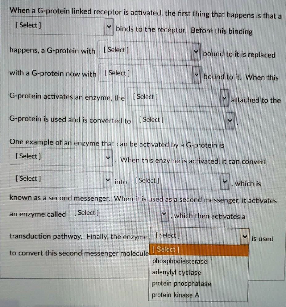 When a G-protein linked receptor is activated, the first thing that happens is that a [ Select ] binds to the receptor. Before this binding happens, a G-protein with [ Select ] bound to it is replaced with a G-protein now with [ Select ] bound to it. When this G-protein activates an enzyme, the [ Select ] attached to the G-protein is used and is converted to [ Select ]. One example of an enzyme that can be activated by a G-protein is [ Select ]. When this enzyme is activated, it can convert [ Select ] into [ Select ], which is known as a second messenger. When it is used as a second messenger, it activates an enzyme called [ Select ], which then activates a transduction pathway. Finally, the enzyme [ Select ] is used to convert this second messenger molecule. [ Select ] phosphodiesterase adenylyl cyclase protein phosphatase protein kinase A