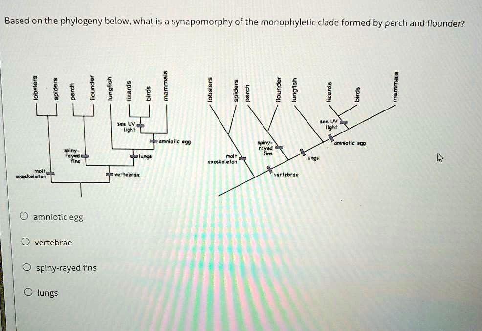 Based on the phylogeny below, what is a synapomorphy of the monophyletic clade formed by perch and flounder?

lobsters
spiders
perch
flounder
lungfish
lizards
birds
mammals

see UV light
amniotic egg
spiny-rayed fins
lungs
molt exoskeleton
vertebrae

amniotic egg
vertebrae
spiny-rayed fins
lungs