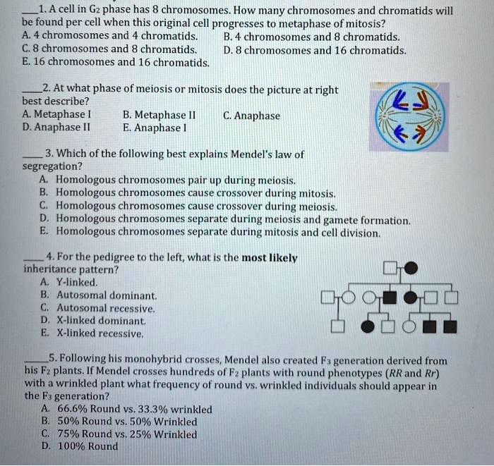  1. A cell in G2 phase has 8 chromosomes. How many chromosomes and chromatids will
be found per cell when this original cell progresses to metaphase of mitosis?
A. 4 chromosomes and 4 chromatids.   B. 4 chromosomes and 8 chromatids.
C. 8 chromosomes and 8 chromatids.   D. 8 chromosomes and 16 chromatids.
E. 16 chromosomes and 16 chromatids.

 2. At what phase of meiosis or mitosis does the picture at right
best describe?
A. Metaphase I   B. Metaphase II   C. Anaphase
D. Anaphase II   E. Anaphase I

 3. Which of the following best explains Mendel's law of
segregation?
A. Homologous chromosomes pair up during meiosis.
B. Homologous chromosomes cause crossover during mitosis.
C. Homologous chromosomes cause crossover during meiosis.
D. Homologous chromosomes separate during meiosis and gamete formation.
E. Homologous chromosomes separate during mitosis and cell division.

 4. For the pedigree to the left, what is the most likely
inheritance pattern?
A. Y-linked.
B. Autosomal dominant.
C. Autosomal recessive.
D. X-linked dominant.
E. X-linked recessive.

 5. Following his monohybrid crosses, Mendel also created F3 generation derived from
his F2 plants. If Mendel crosses hundreds of F2 plants with round phenotypes (RR and Rr)
with a wrinkled plant what frequency of round vs. wrinkled individuals should appear in
the F3 generation?
A. 66.6% Round vs. 33.3% wrinkled
B. 50% Round vs. 50% Wrinkled
C. 75% Round vs. 25% Wrinkled
D. 100% Round