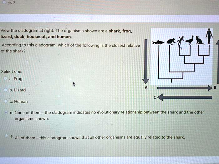 SOLVED: View the cladogram at right. The organisms shown are shark ...