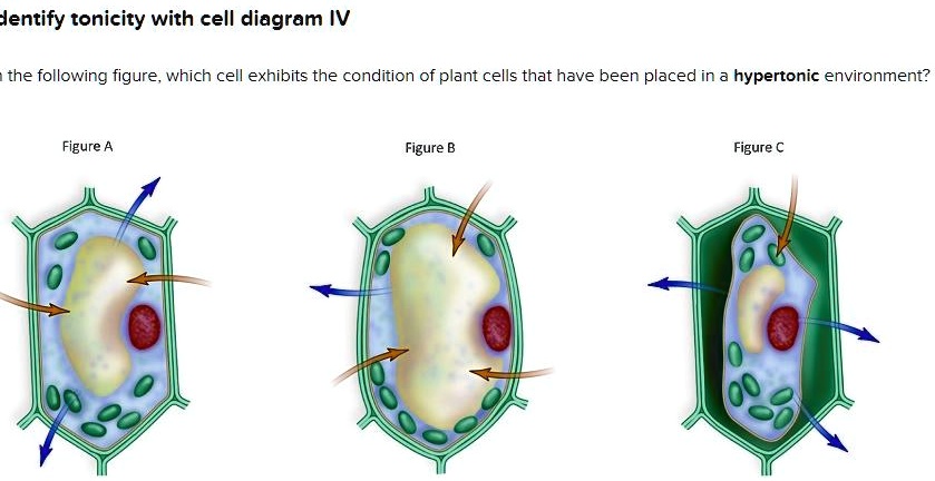 hypotonic plant cell