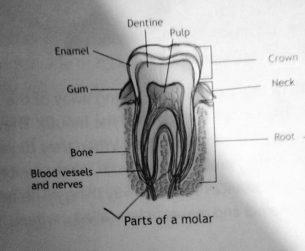 SOLVED: 'part of tooth which is hardest substance in the body