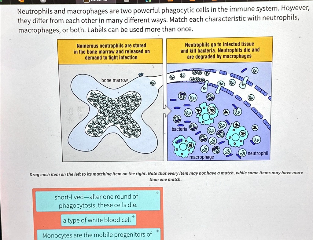SOLVED: Neutrophils and macrophages are two powerful phagocytic cells ...