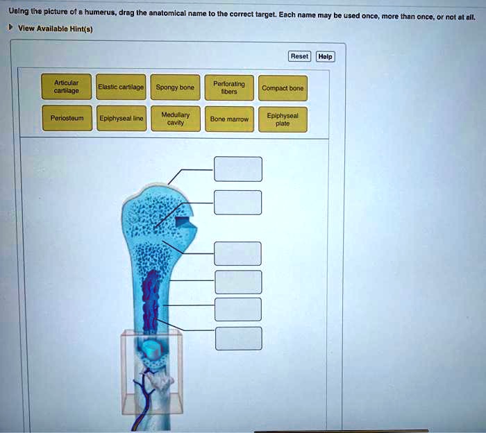 Using a picture of a humerus, drag the anatomical name to the correct